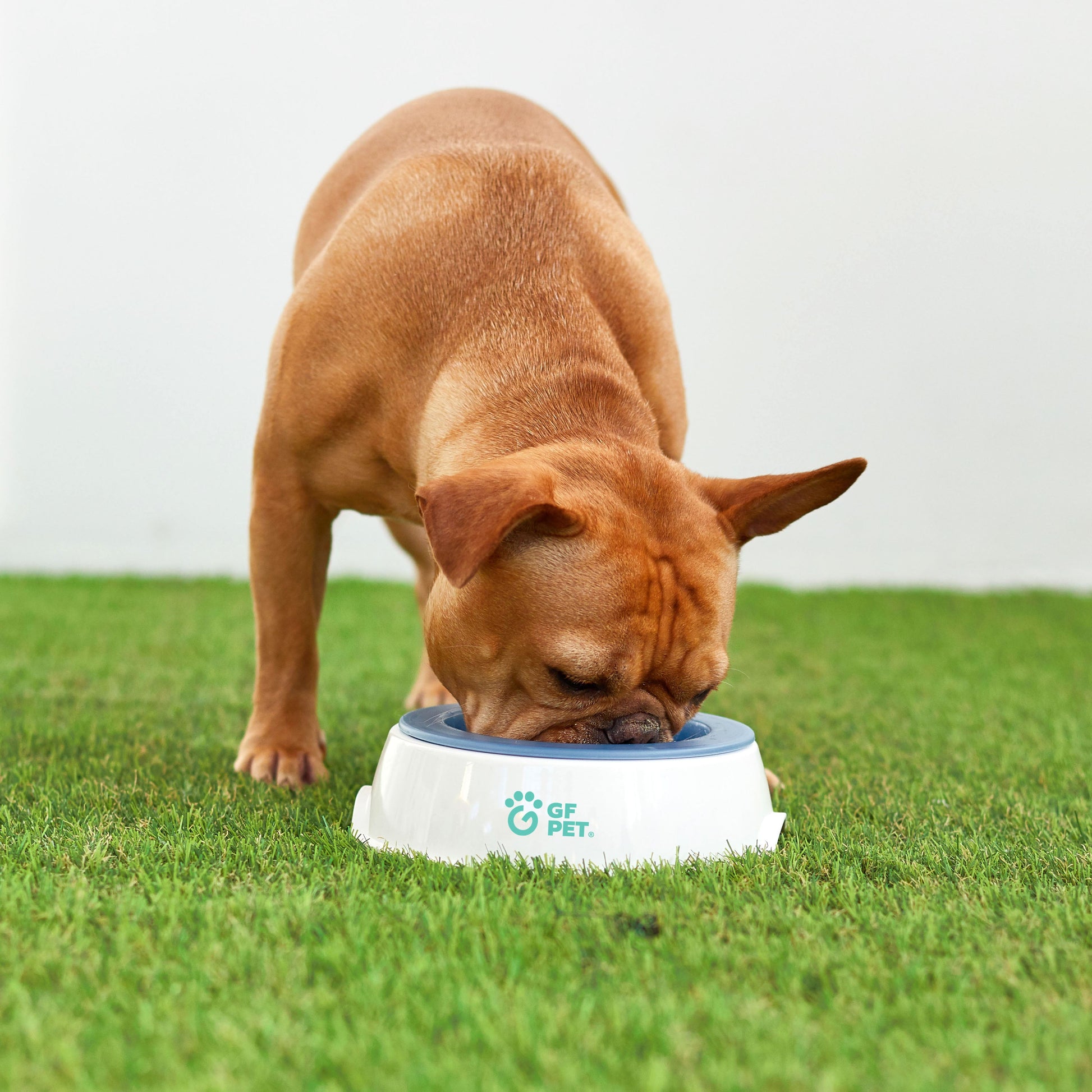 Ice Bowl - Pet Cooling Water Bowl-1