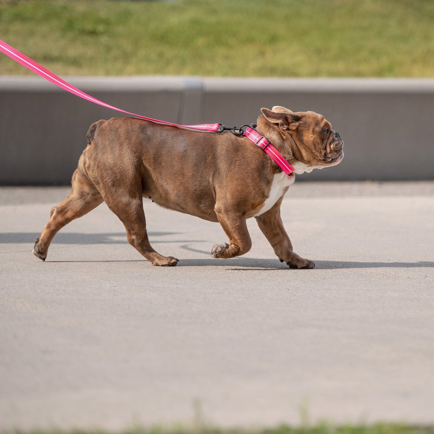 Reflective Collar - Neon Pink-2