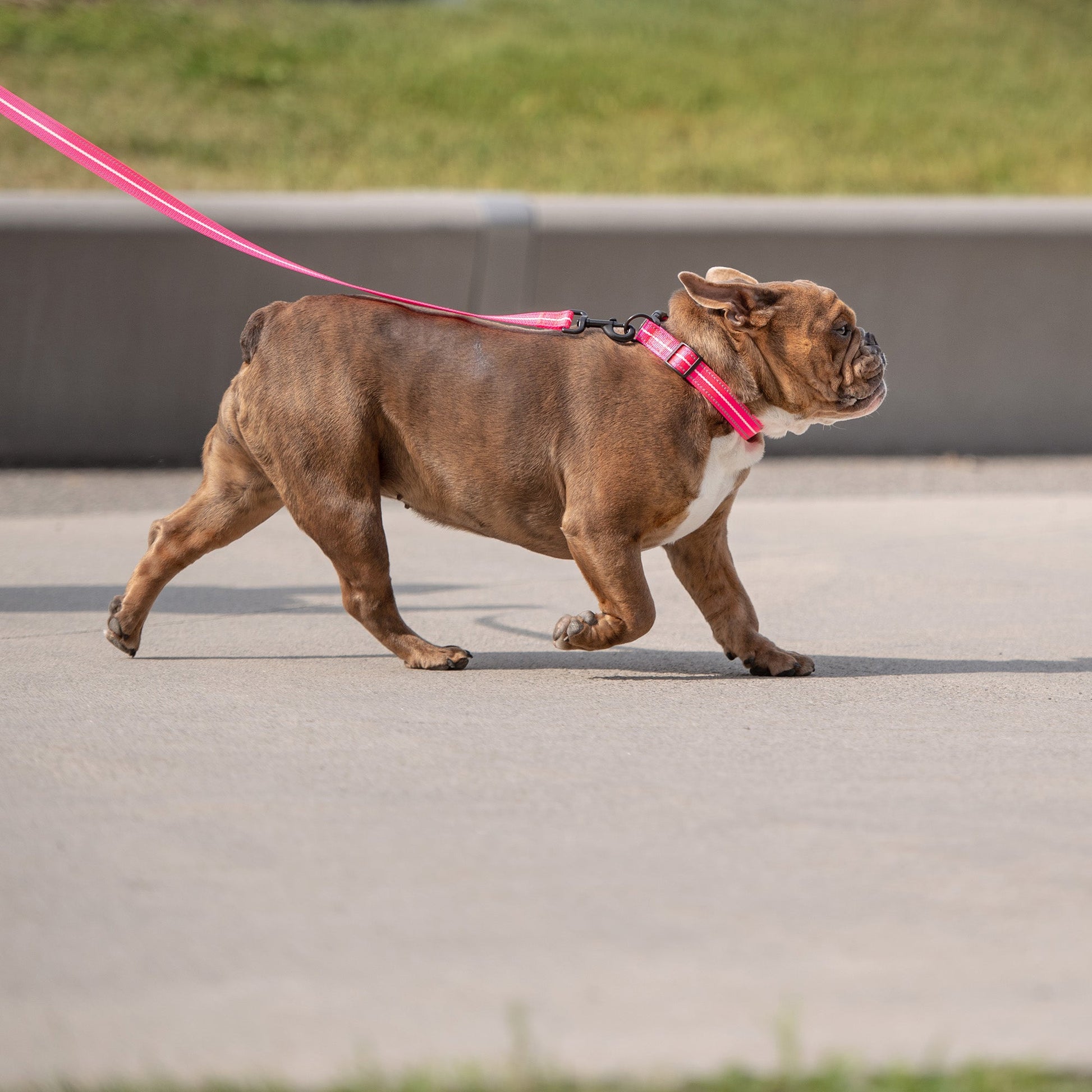 Reflective Leash - Neon Pink-2