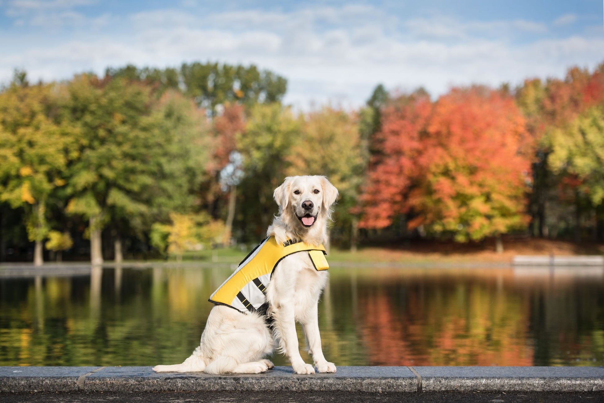 Life Vest - Dog Life Jacket-4