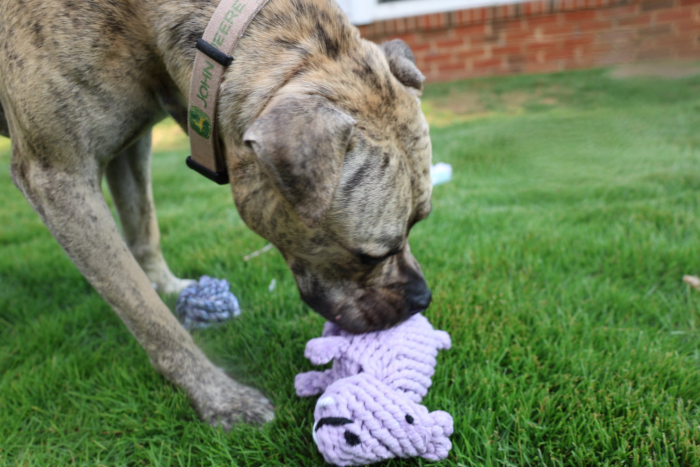 Pippa the Hippo Rope Toy-2